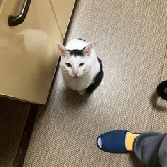 41匹の多頭崩壊の猫ちゃん、里親募集してます！ - 里親募集