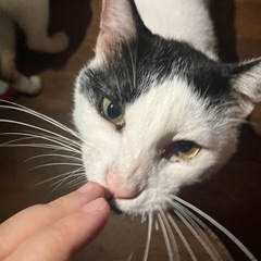 41匹の多頭崩壊の猫ちゃん、里親募集してます！ − 岩手県