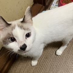 41匹の多頭崩壊の猫ちゃん、里親募集してます！