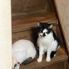 41匹の多頭崩壊の猫ちゃん、里親募集してます！ - 盛岡市