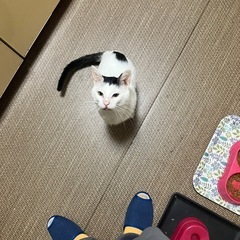 41匹の多頭崩壊の猫ちゃん、里親募集してます！ - 猫