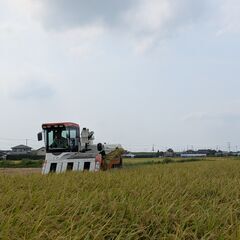 ≪コシヒカリ新米20kg≫令和７年茨城県産コシヒカリ１００％　精米可の画像