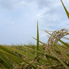≪コシヒカリ新米20kg≫令和７年茨城県産コシヒカリ１００％　精米可の画像