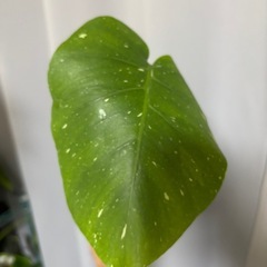 斑入りモンステラ セット　ホワイトタイガー&イエローモンスター　観葉植物　の画像