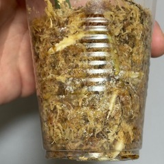 斑入りモンステラ セット　ホワイトタイガー&イエローモンスター　観葉植物　の画像