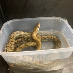 サキシマスジオ　メス　アダルトサイズ