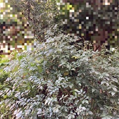 庭の植物差し上げます！　山椒　モッコウバラ　アケビ　センリョウ　柿　アジサイ　ナンテン等の画像