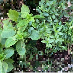 庭の植物差し上げます！　山椒　モッコウバラ　アケビ　センリョウ　柿　アジサイ　ナンテン等の画像