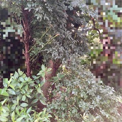庭の植物差し上げます！　山椒　モッコウバラ　アケビ　センリョウ　柿　アジサイ　ナンテン等の画像