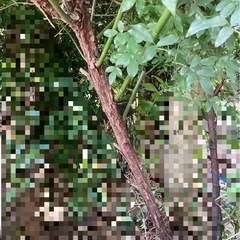 庭の植物差し上げます！　山椒　モッコウバラ　アケビ　センリョウ　柿　アジサイ　ナンテン等の画像