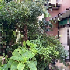 庭の植物差し上げます！　山椒　モッコウバラ　アケビ　センリョウ　柿　アジサイ　ナンテン等の画像