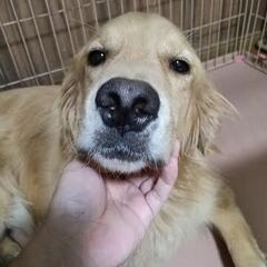ゴールデンリトリバー　2歳オス