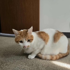 白茶オス　里親募集　譲渡会不参加