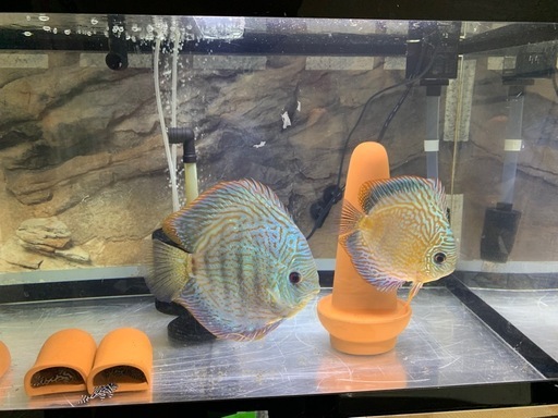 ディスカスと飼育設備一式
