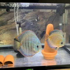 ディスカスと飼育設備一式の画像