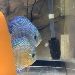 ディスカスと飼育設備一式の画像