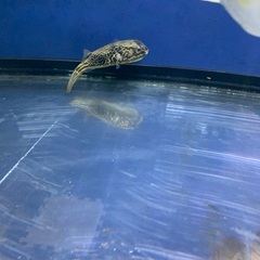 テトラオドンムブ　16センチの画像