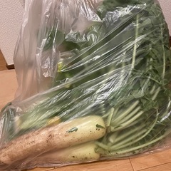 大根、葉っぱ付き