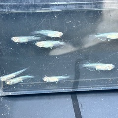 メダカ　アルビノ　龍の瞳1ペアの画像