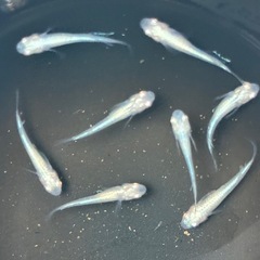メダカ　アルビノ　龍の瞳1ペアの画像