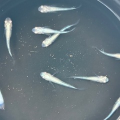 メダカ　アルビノ　龍の瞳1ペアの画像