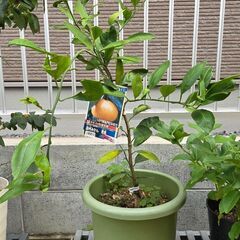 温州みかんの苗木　青島　鉢植えの画像