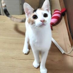 仲良し女の子　きれいなミケとつやつや黒ちゃん
