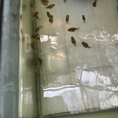 金魚ピンポンパールの画像