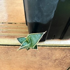 サンスベリア　ロリダの画像