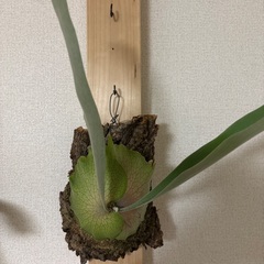 ビカクシダ3種セットの画像