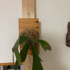ビカクシダ3種セットの画像
