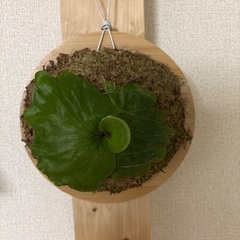 ビカクシダ3種セットの画像