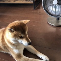 柴犬の男の子