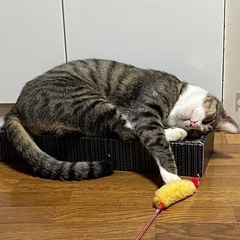 人懐っこいキャリア猫です