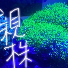 スターポリプの画像