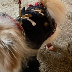 ペット　シューズ　靴の画像