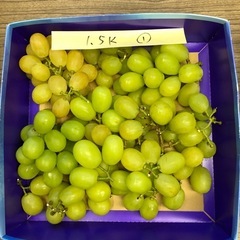 シャインマスカット1.5キロ⑴の画像