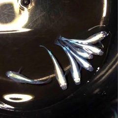 取引中🇸🇨マリアージュ.エメラルド.フィン【若魚７匹 】の画像
