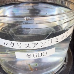メダカ　セール開催の画像