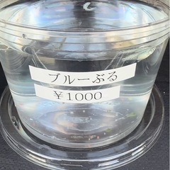 メダカ　セール開催の画像