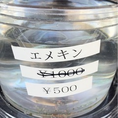 メダカ　セール開催の画像
