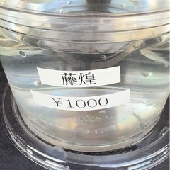 メダカ　セール開催の画像