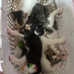 【生後約1ヶ月】元気な5匹の兄弟猫❣️