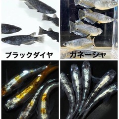 第4回 椿高野秋祭り 高級めだか掬い  ¥1.000