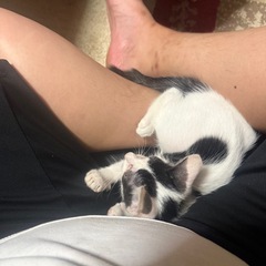 白黒の子猫ちゃんです！