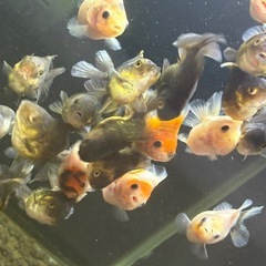 ☆決まりました☆ローズテールオランダ10匹ランダムの画像