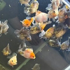 ☆決まりました☆ローズテールオランダ10匹ランダムの画像