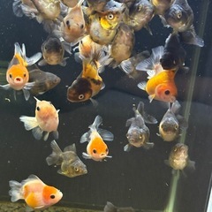 ☆決まりました☆ローズテールオランダ10匹ランダムの画像