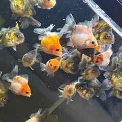 ☆決まりました☆ローズテールオランダ10匹ランダムの画像