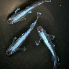 25-4 メダカ　幻想 1ペア (画像個体より　1ペアのみ)の画像